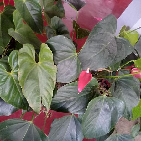 Aroma Heaven Homestay Ella Esterno foto
