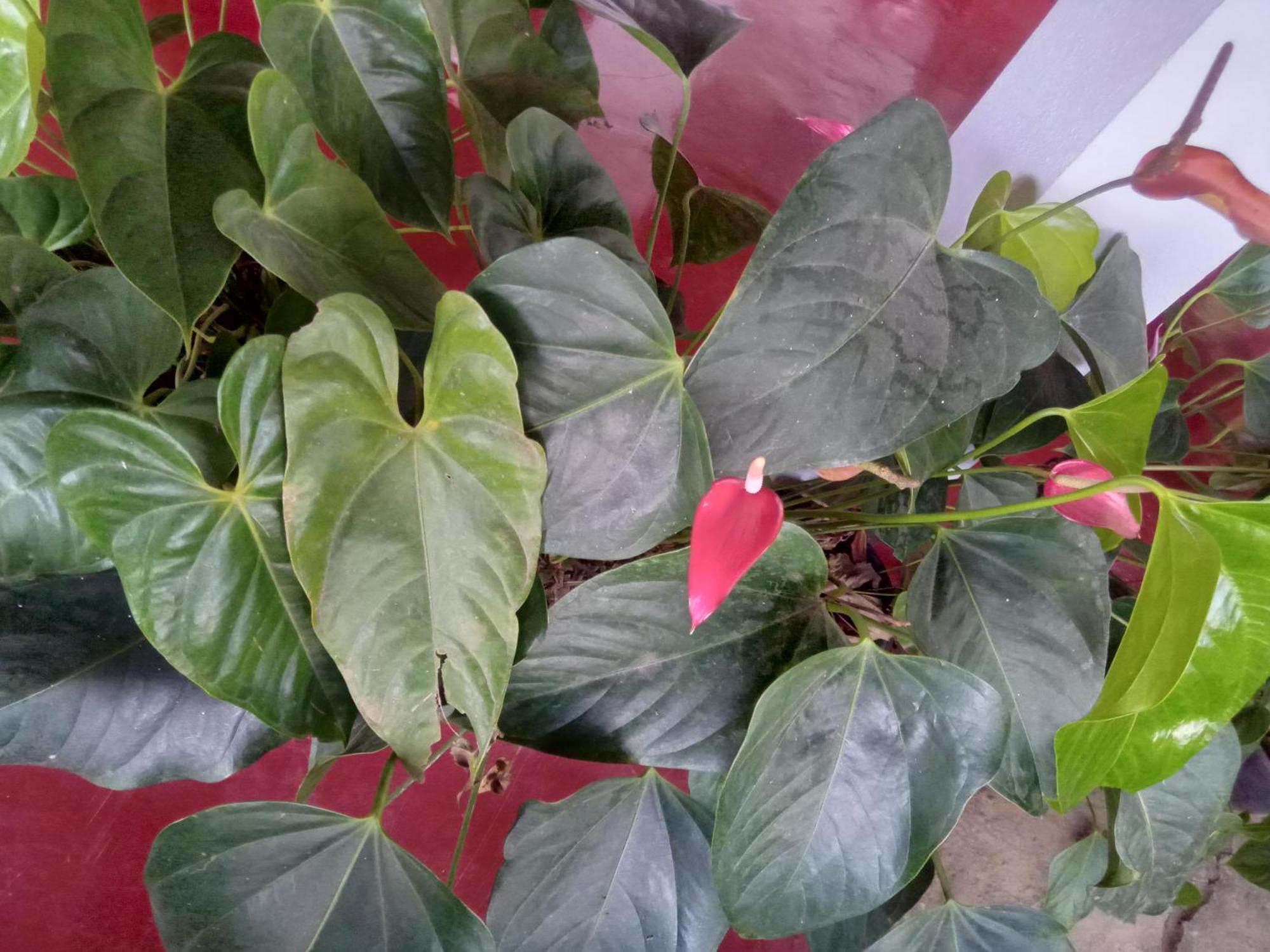 Aroma Heaven Homestay Ella Esterno foto