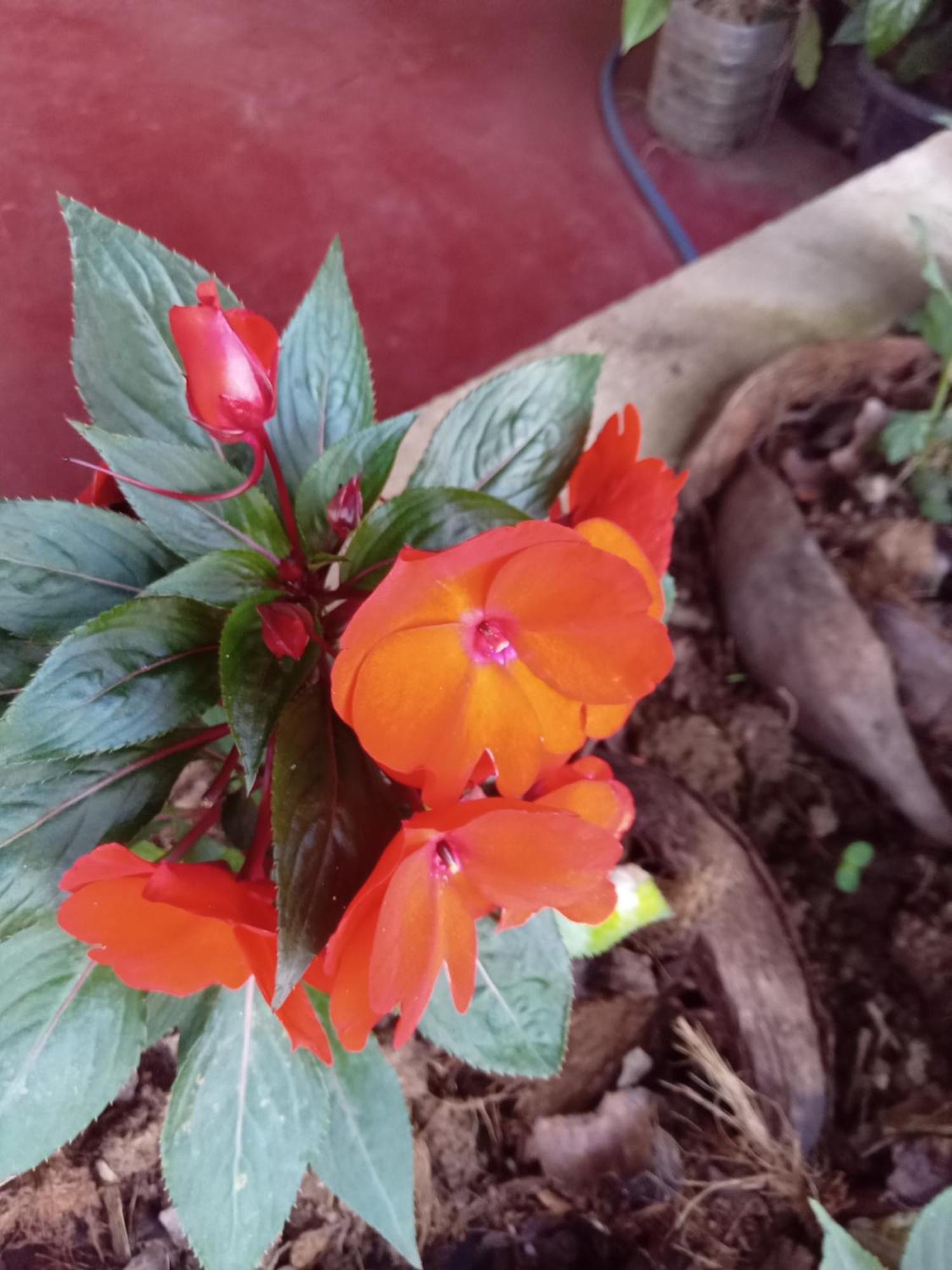 Aroma Heaven Homestay Ella Esterno foto