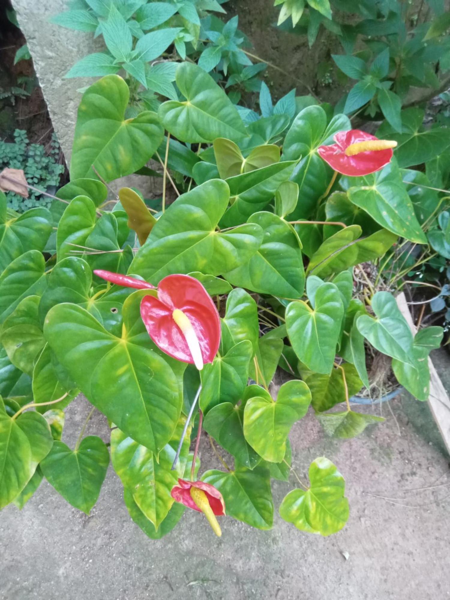 Aroma Heaven Homestay Ella Esterno foto