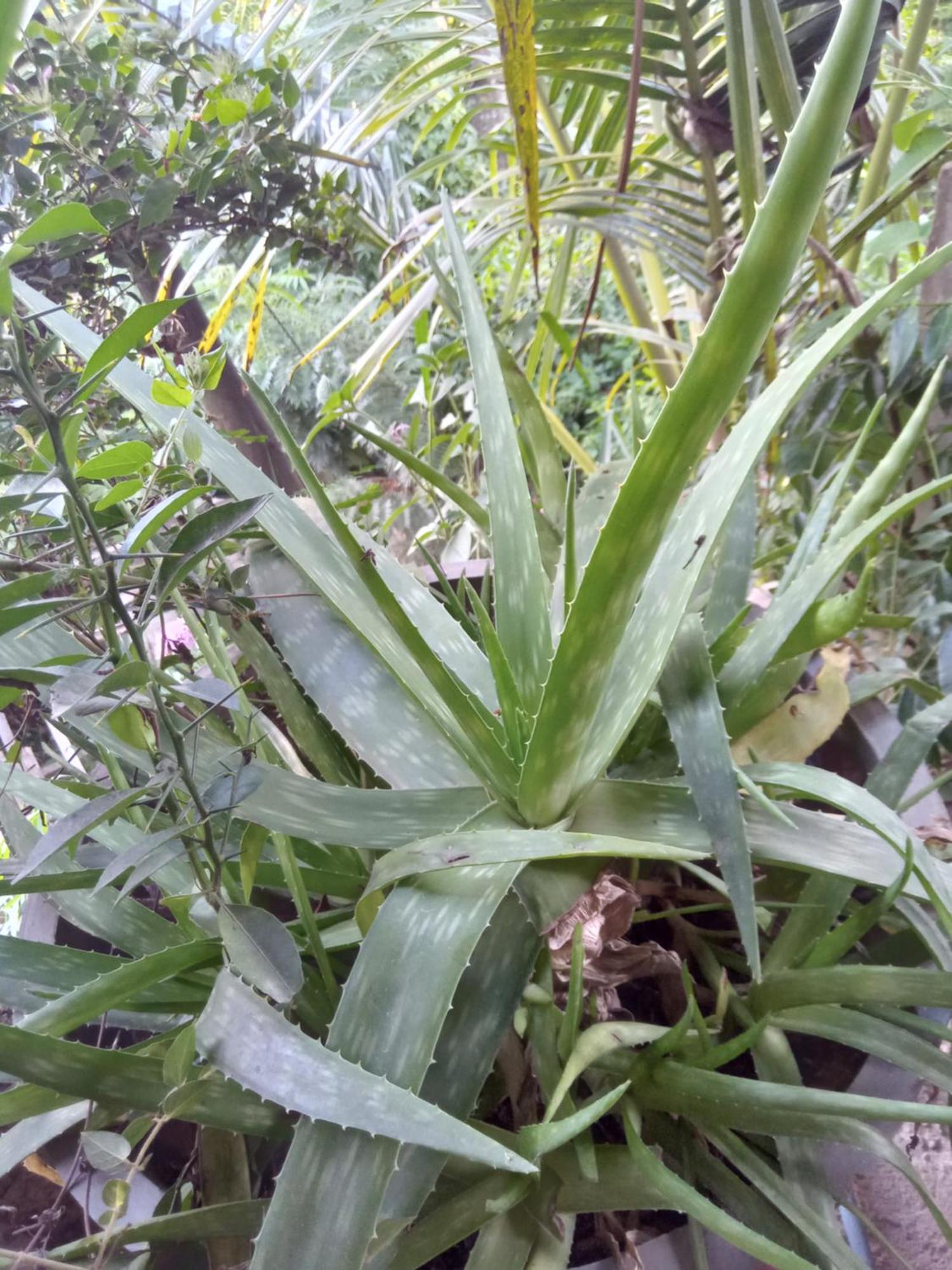 Aroma Heaven Homestay Ella Esterno foto