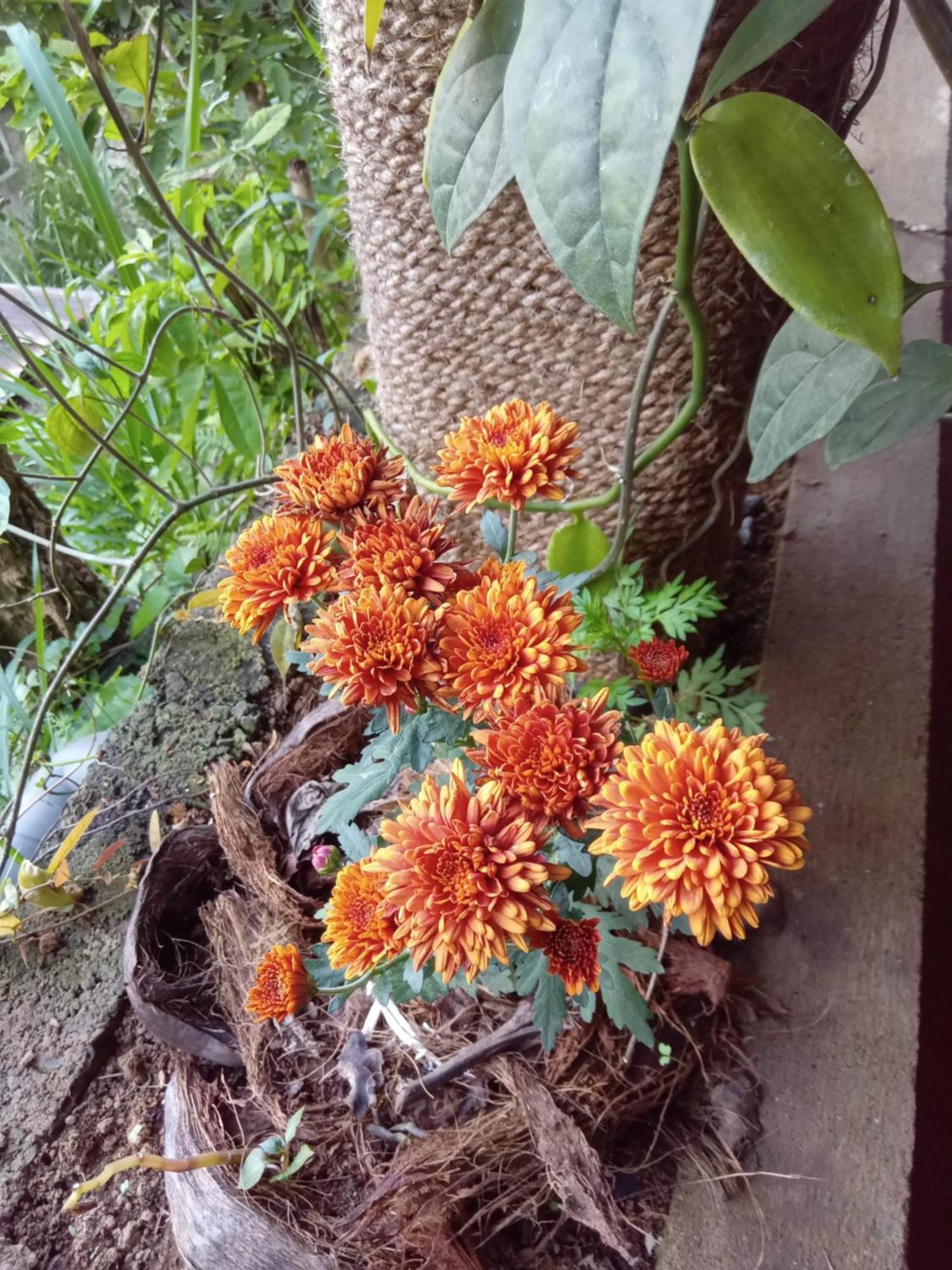 Aroma Heaven Homestay Ella Esterno foto