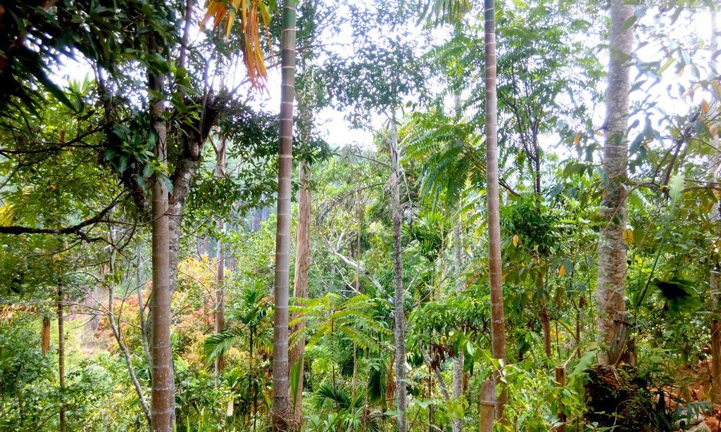 Aroma Heaven Homestay Ella Esterno foto